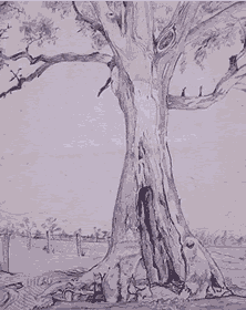 Cazneaux's Tree, graphite drawing on paper