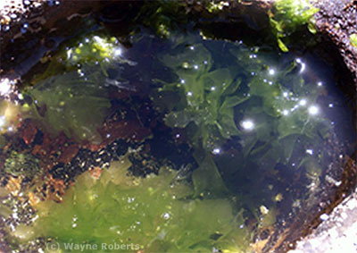 Resonances within a seaside rockpool - the Looking glass