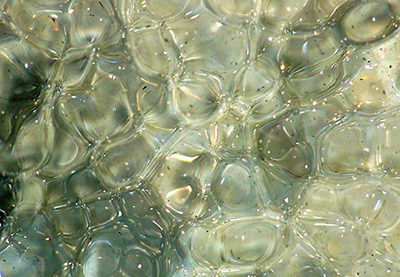Sea waterc shallows - a liquid irregular tessellation - photograph by Wayne Roberts